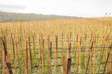 Gün batımında koyu mavi gökyüzü ve yeşil domateslerle dolu tarla.