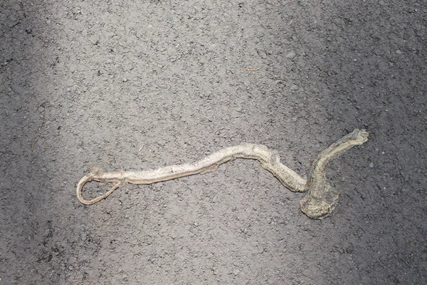 dead snake on the road, the car ran over her.