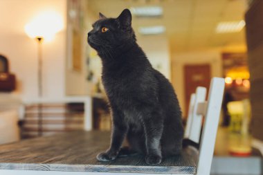 Çok komik kedi. Yakından gülüyor..