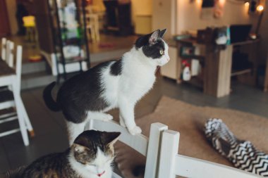 Çok komik kedi. Yakından gülüyor..