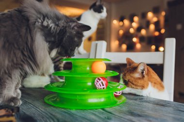 Kedi, kediler için özel bir oyuncağın içinde topla oynar..