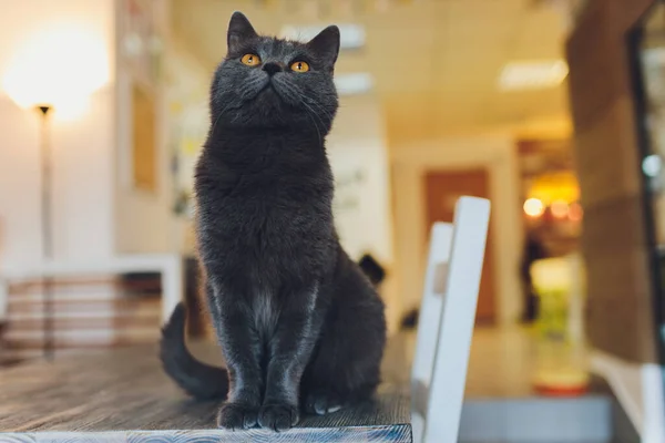 Gato muy divertido riendo del primer plano. — Foto de Stock