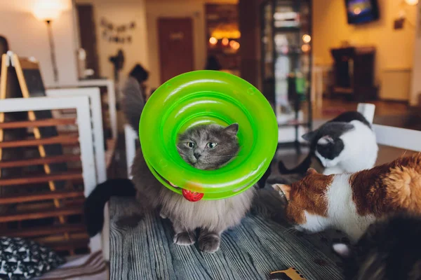 Katze spielt mit Ball in einem speziellen Spielzeug für Katzen. — Stockfoto