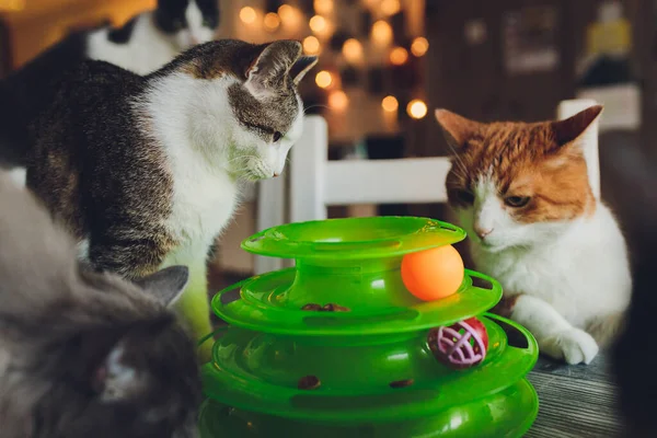 Kedi, kediler için özel bir oyuncağın içinde topla oynar..