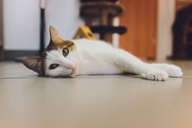 Çok komik kedi. Yakından gülüyor..