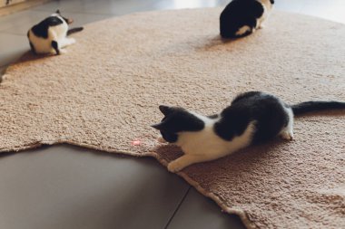Genç kedi yavrusu lazer işaretleyici görüntüsüyle oynuyor..