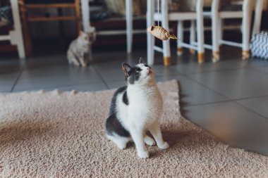 Kedi ipte asılı samandan yapılmış bir fareyle oynar..