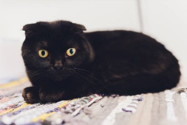 Çok komik kedi. Yakından gülüyor..