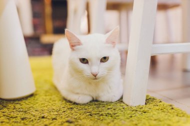 Çok komik kedi. Yakından gülüyor..