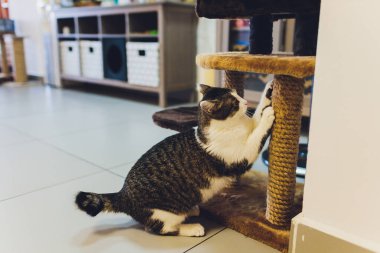 Çok komik kedi. Yakından gülüyor..