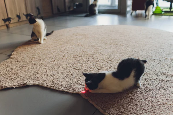 Young kitten is playing with laser pointer image.