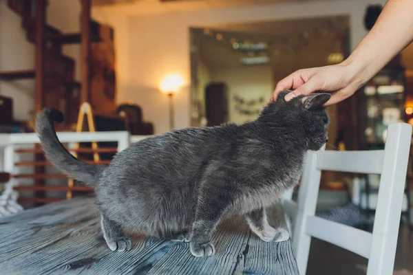 Крупним планом портрет морди кота з рукою людського інсульту . — стокове фото