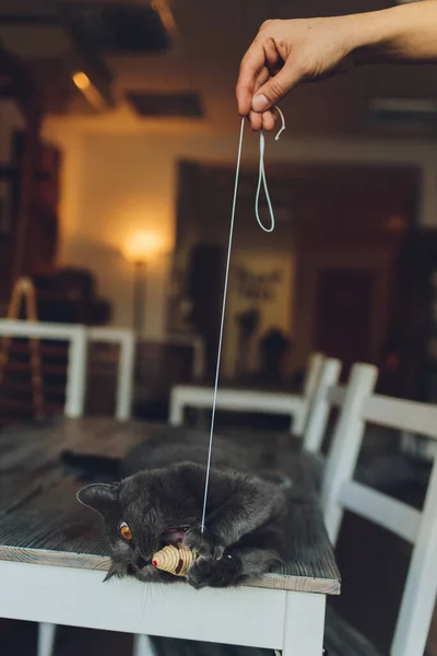 De kat speelt met een muis gemaakt van stro hangend aan een touw. — Stockfoto