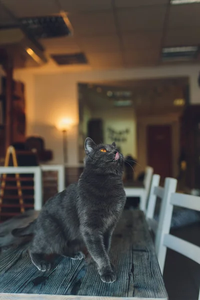 Um gatinho de mesa bonito no chão, brincando com a língua presa . — Fotografia de Stock