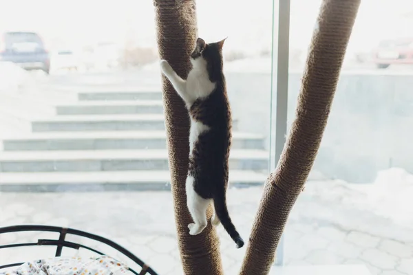 Gato muy divertido riendo del primer plano. —  Fotos de Stock