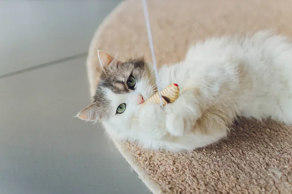 Η γάτα παίζει με ένα ποντίκι φτιαγμένο από άχυρο κρεμασμένο σε ένα σχοινί. — Φωτογραφία Αρχείου