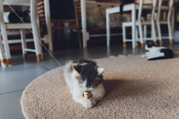 Kočka si hraje s myší ze slámy zavěšenou na provaze. — Stock fotografie