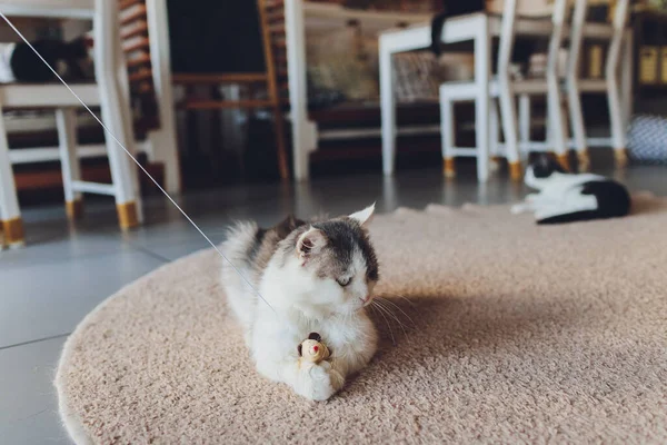 Кот играет с мышкой из соломы, висящей на веревке . — стоковое фото