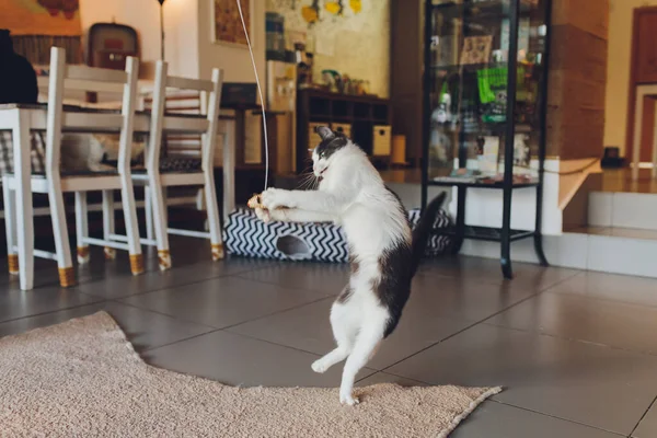 The cat plays with a mouse made of straw hanging on a rope.