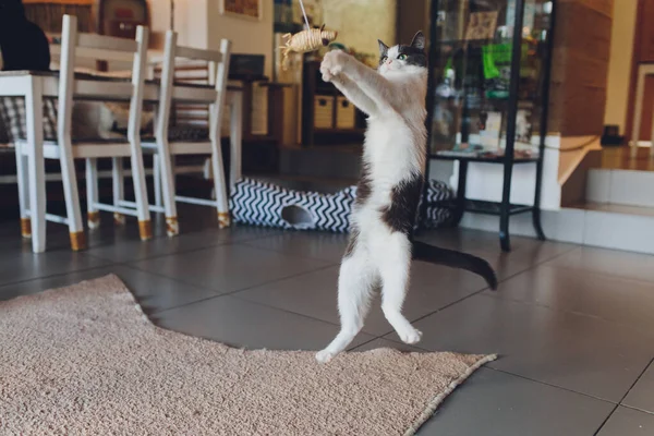 El gato juega con un ratón hecho de paja colgando de una cuerda . — Foto de Stock