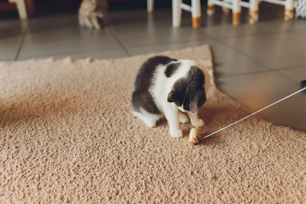 Kedi ipte asılı samandan yapılmış bir fareyle oynar.. — Stok fotoğraf