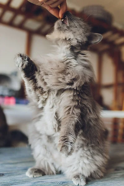 Vida doméstica con mascota. Joven hombre da su gato carne snack. — Foto de Stock