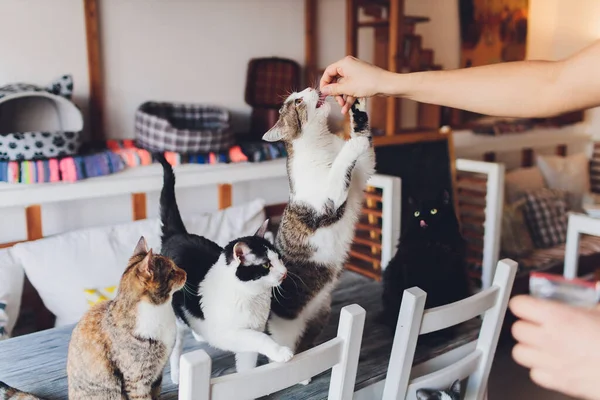 Vida doméstica con mascota. Joven hombre da su gato carne snack. — Foto de Stock