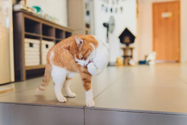 Fragmento de um focinho do gato que lambe uma pata. Close up, pequena profundidade de nitidez . — Fotografia de Stock