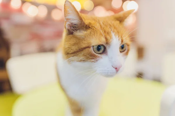 Gato muy divertido riendo del primer plano. — Foto de Stock