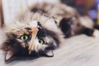 Çok komik kedi. Yakından gülüyor..