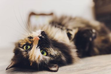 Çok komik kedi. Yakından gülüyor..