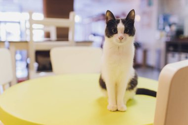 Çok komik kedi. Yakından gülüyor..