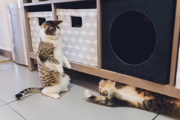 Zwei Katzen fangen mit wütendem Gesicht an zu kämpfen. — Stockfoto