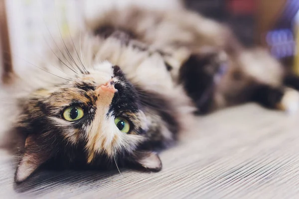 Chat très drôle riant du gros plan. — Photo