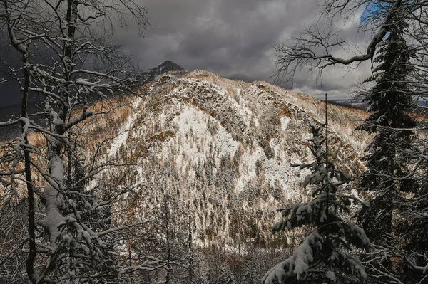 Conifères des neiges dans les montagnes de l'Oural au sommet du mont aigir . — Photo