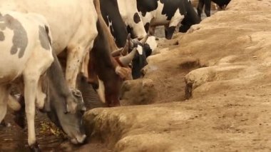Fransisken İnsani Yardım Misyonu - İnsanlar ve çocuklar Tanzanya 'daki Pomerini köyünün yaylasında otlayan inekleri taşıyor.