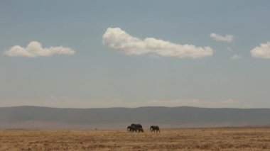 Afrika fili Çiçekler, Peyzaj Ngorongoro Krateri, Serengeti, Tanzanya, Afrika, Pürüzsüz ve istikrarlı görüntüler tarlasında duruyor.