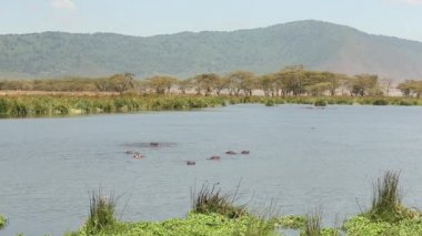 Bir su birikintisinin arkasında büyük bir Afrika fili sürüsü. Su aygırları suda dinleniyor. Serengeti, Tanzanya.