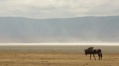Cape Buffalo, bir su birikintisinde çok büyük bir Bufalo sürüsü. Binlerce hayvan suya göç eder. Serengeti, Tanzanya, Afrika.