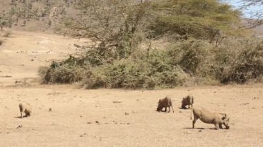 Afrika 'da Tanzanya' da, Serengeti Ulusal Parkı 'nda yabandomuzu yürüyor ve otların üzerinde yemek yiyor. Sıradan bir yaban domuzuna benzeyen hızlı ve zeki bir hayvan küçük ailelerde yaşar. Phacochoerus vahşi domuzların bir cinsidir..