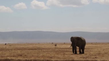 Afrika fili Çiçekler, Peyzaj Ngorongoro Krateri, Serengeti, Tanzanya, Afrika, Pürüzsüz ve istikrarlı görüntüler tarlasında duruyor.