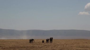 Afrika fili Çiçekler, Peyzaj Ngorongoro Krateri, Serengeti, Tanzanya, Afrika, Pürüzsüz ve istikrarlı görüntüler tarlasında duruyor.