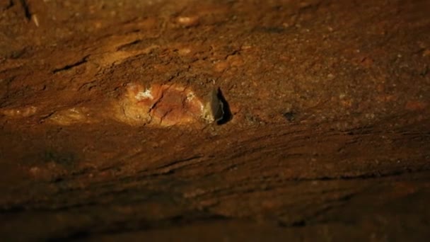 Fledermaus hängt kopfüber in der Höhle. — Stockvideo