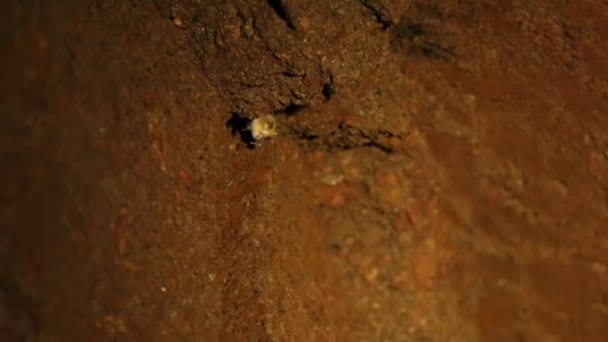 Fledermaus hängt kopfüber in der Höhle. — Stockvideo