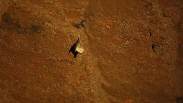 Fledermaus hängt kopfüber in der Höhle. — Stockvideo