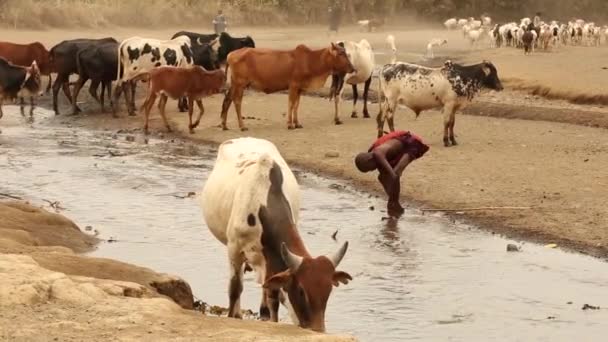 La Misión Franciscana de Ayuda Humanitaria - Hombres y niños llevan las vacas que pastan en la meseta de la aldea Pomerini en Tanzania . — Vídeo de stock