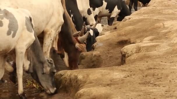 La Misión Franciscana de Ayuda Humanitaria - Hombres y niños llevan las vacas que pastan en la meseta de la aldea Pomerini en Tanzania . — Vídeo de stock