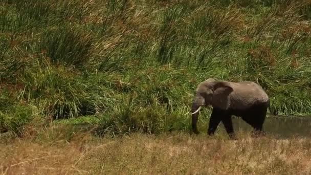 Afrikanischer Elefantenbulle steht in einem Blumenfeld, Landschaft Ngorongoro Krater, Serengeti, Tansania, Afrika, Glatte und stabile Aufnahmen. — Stockvideo