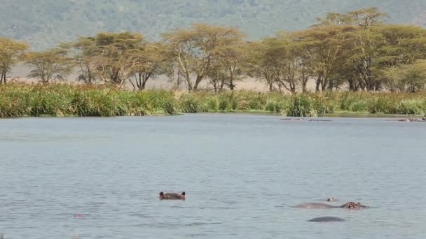 Velké stádo afrických slonů za vodní dírou. Hroši odpočívají ve vodě. Serengeti, Tanzanie. — Stock video