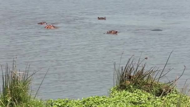 Egy nagy afrikai elefántcsorda a víznyelő mögött. A vízilovak pihennek a vízben. Serengeti, Tanzánia. — Stock videók